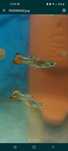Vendo peixes guppys