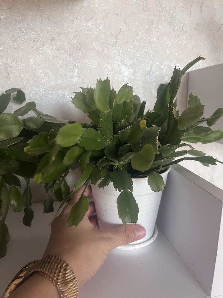Продам різдвяника рожевого