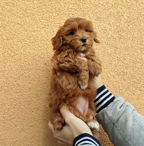 Мальтипу девочка. Ред Браун.