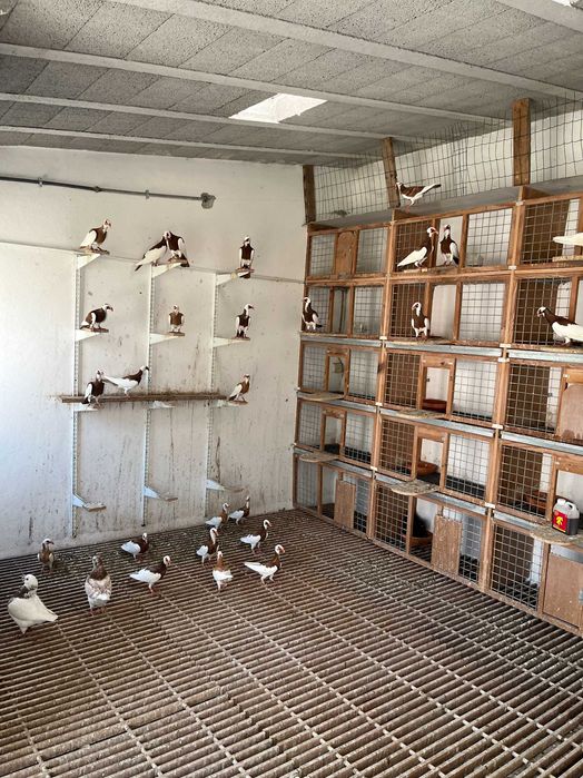 VENDO pombos de pura raça