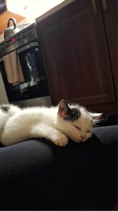 3 kotki szukają ciepłegoi kochajacego domu