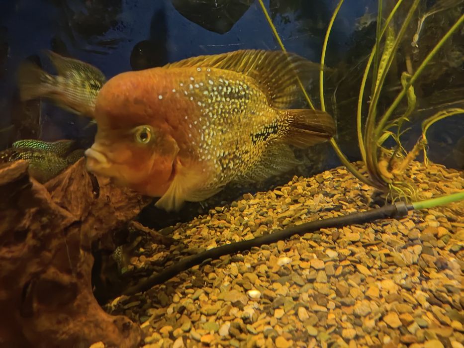 Pielęgnice Vieja Synspilum Blue Spotted, Lyonsii