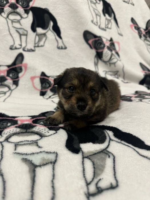 Маленькі хлопчики-цуценята шукають дім!