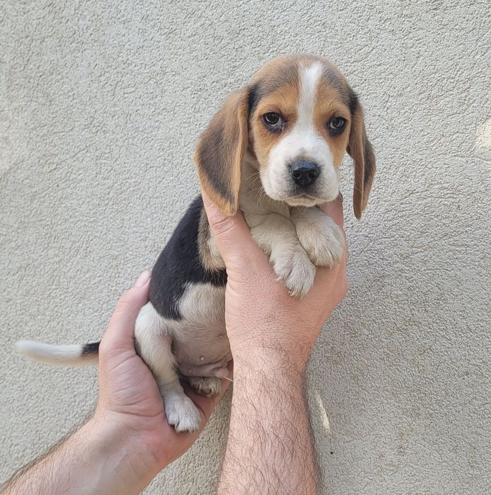 Beagle macho bebé