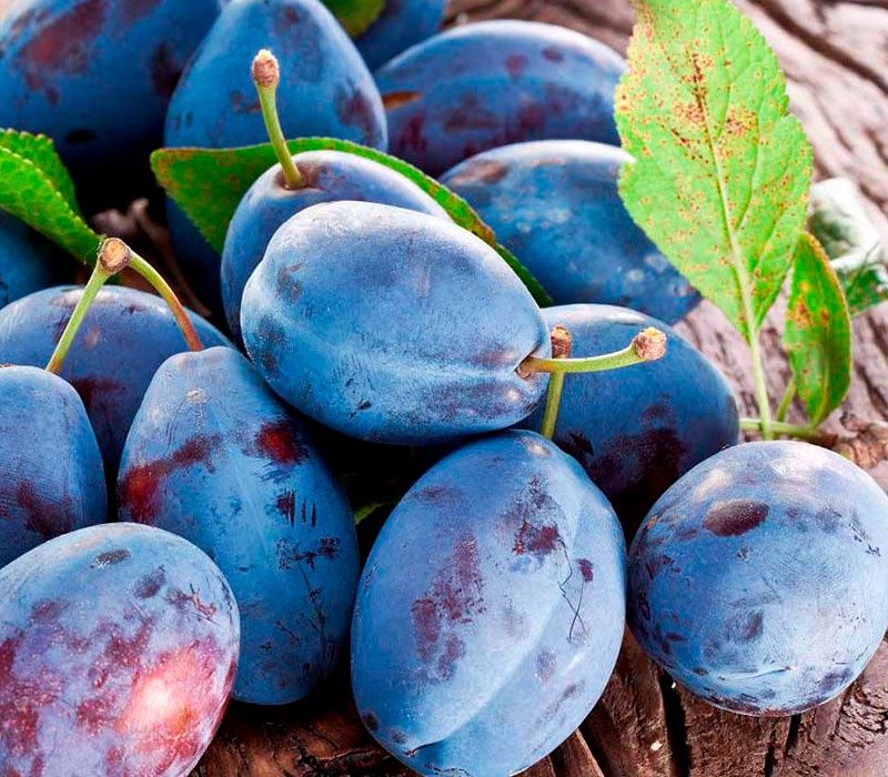 Продам саджанці вишні і сливи кущики м'яти