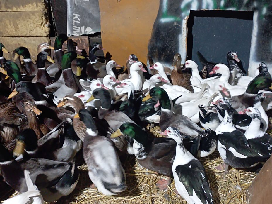 Kaczory i Kaczki Do Uboju /Chów TEGOROCZNE + WYŁUPEK Mrożony na Świeżo