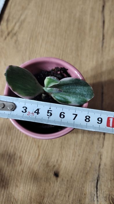 Crasulla variegata mała sadzonka