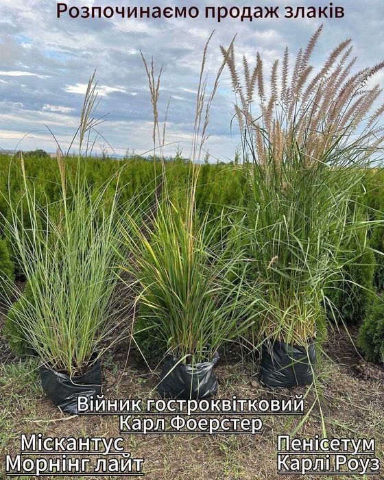 Декоративні злаки, різні сорти, великі кущі