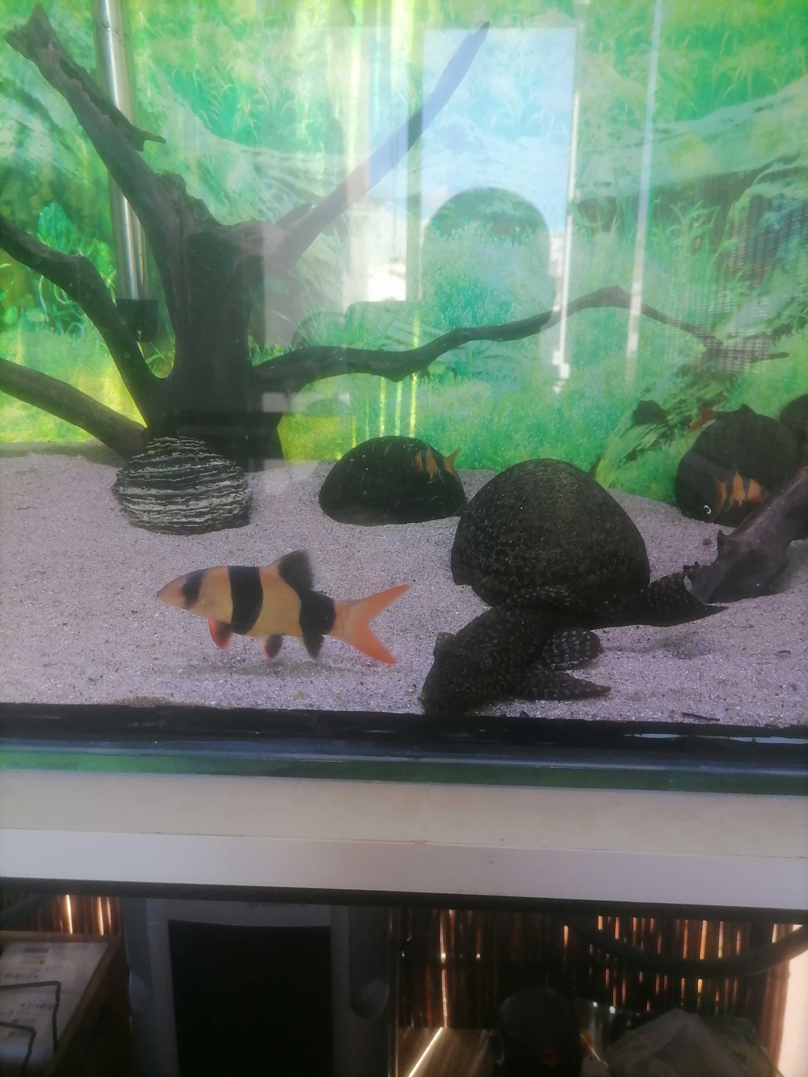 Peixe Botia palhaço 16cm/17cm