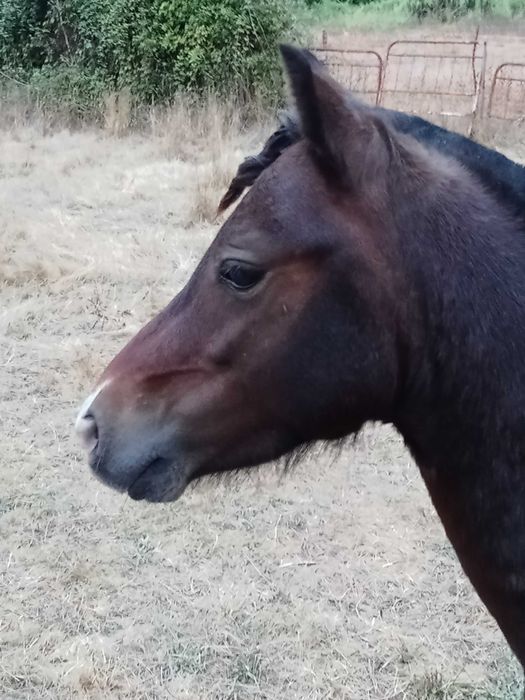 Poney wells com 3 anos