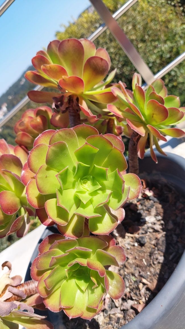 Planta Suculenta Aeonium arboreum