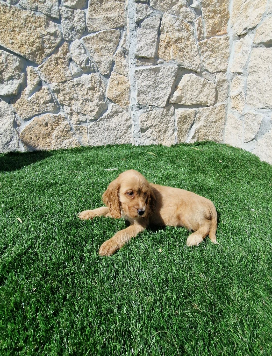 Cocker Spaniel Inglês dourado