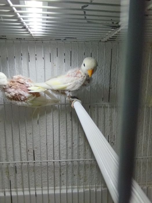 Agapórnis Roseicollis