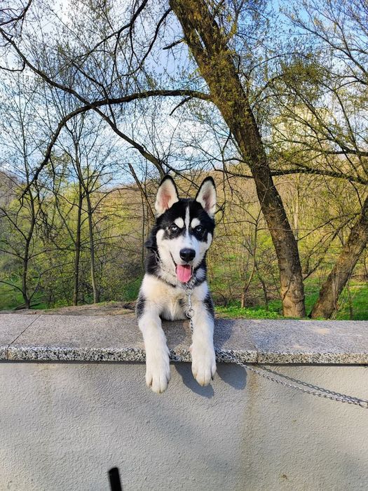 Отдам собаку  Хаски