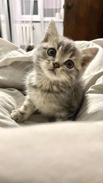 Кошеня в добрі руки, котенок бесплатно, котик даром, киценя, котенок