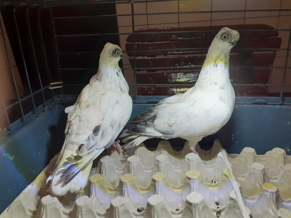 Gołębie Winery Szeki