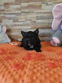 Urocza suczka Yorkshire Terrier Black Carrier sunia york