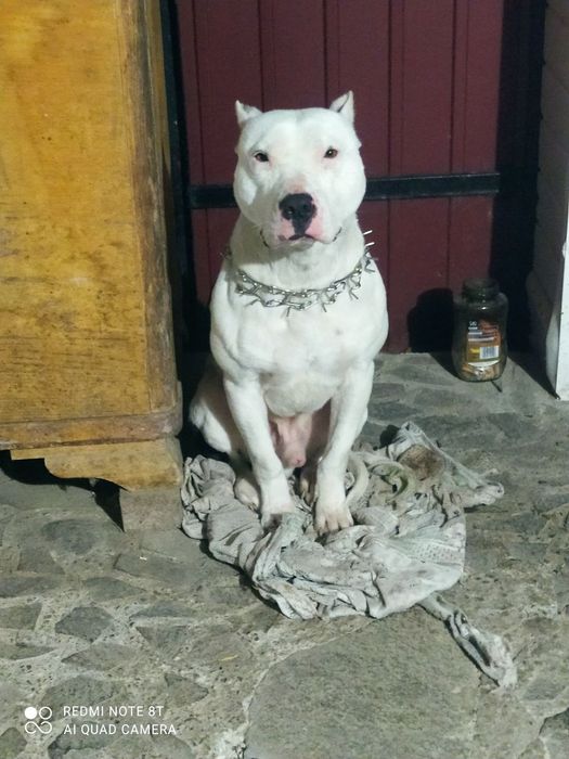 Американський підбуль тер'єр для в'язки