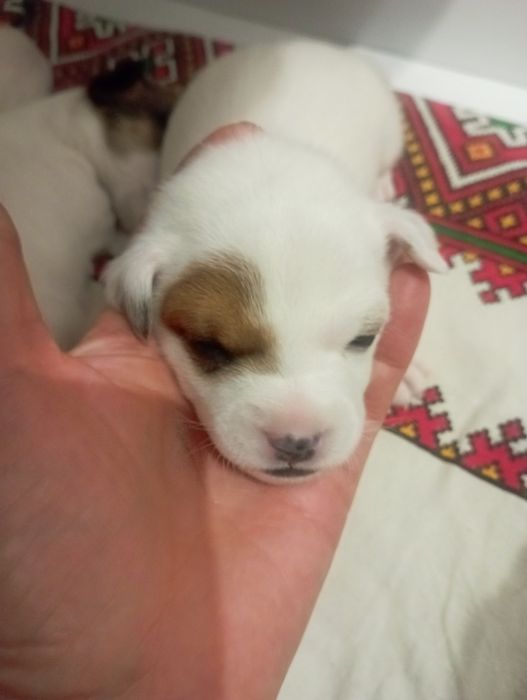 Джек Рассел тер'єр