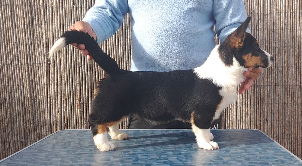 Welsh corgi cardigan oportunidade única