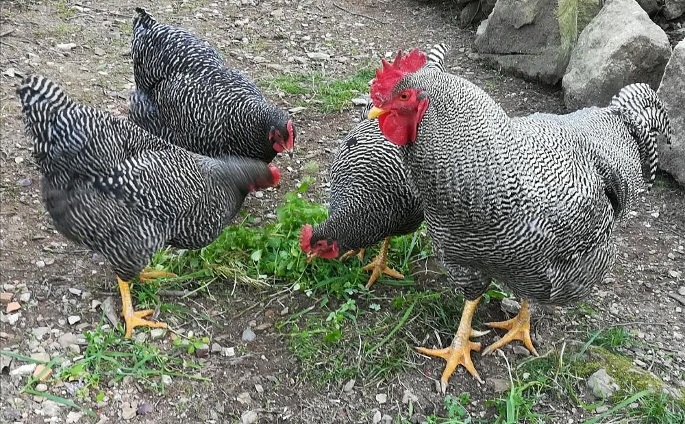 Ovos de galinhas...