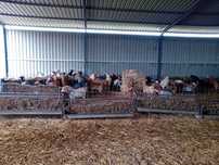 Cabras para vender