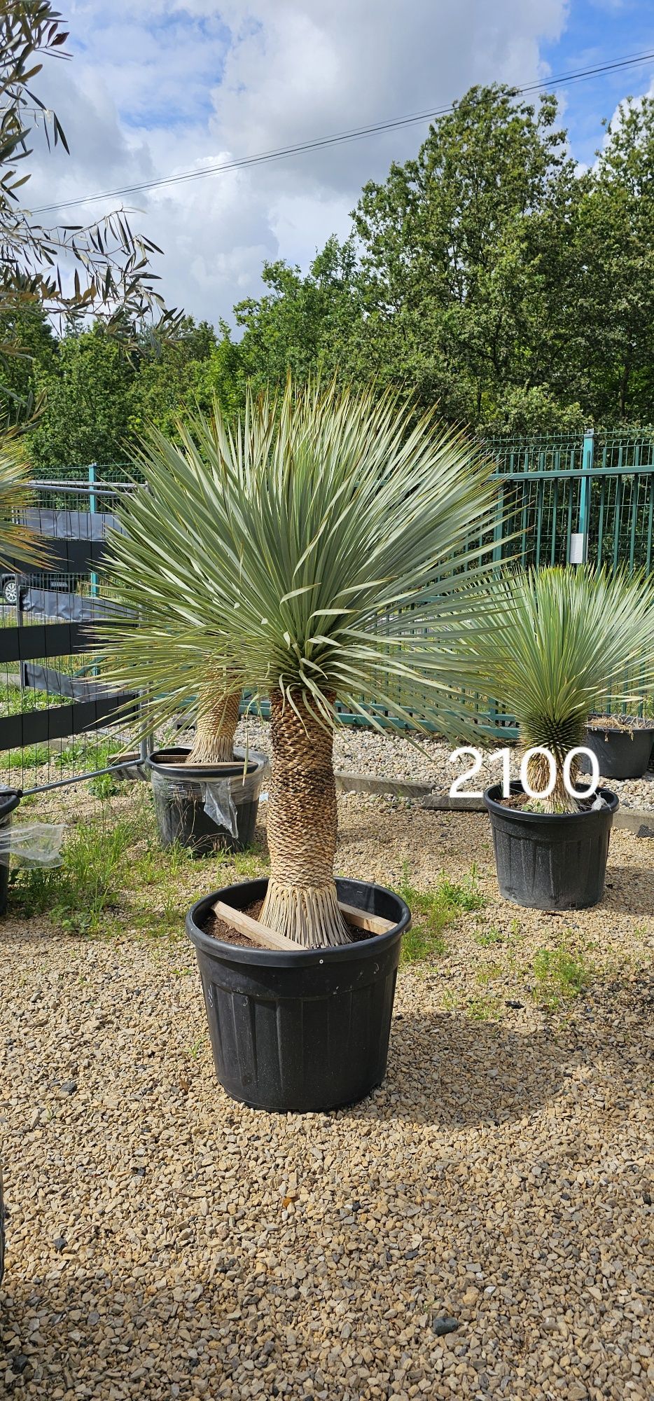 Trachycarpus Fortunei Palma mrozoodporna palmy yucca