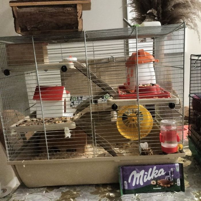 Klatka duża dla chomika szczura duża