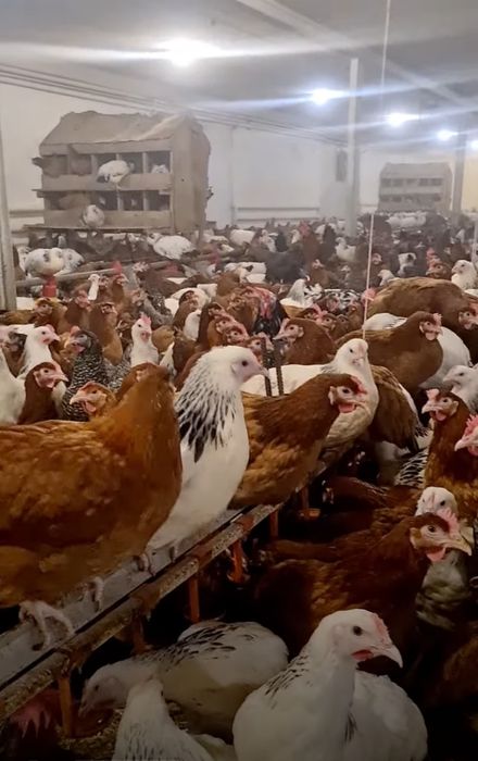 Kury Nioski Leghorn 24 tygodnie! Wysyłka od 10 sztuk.