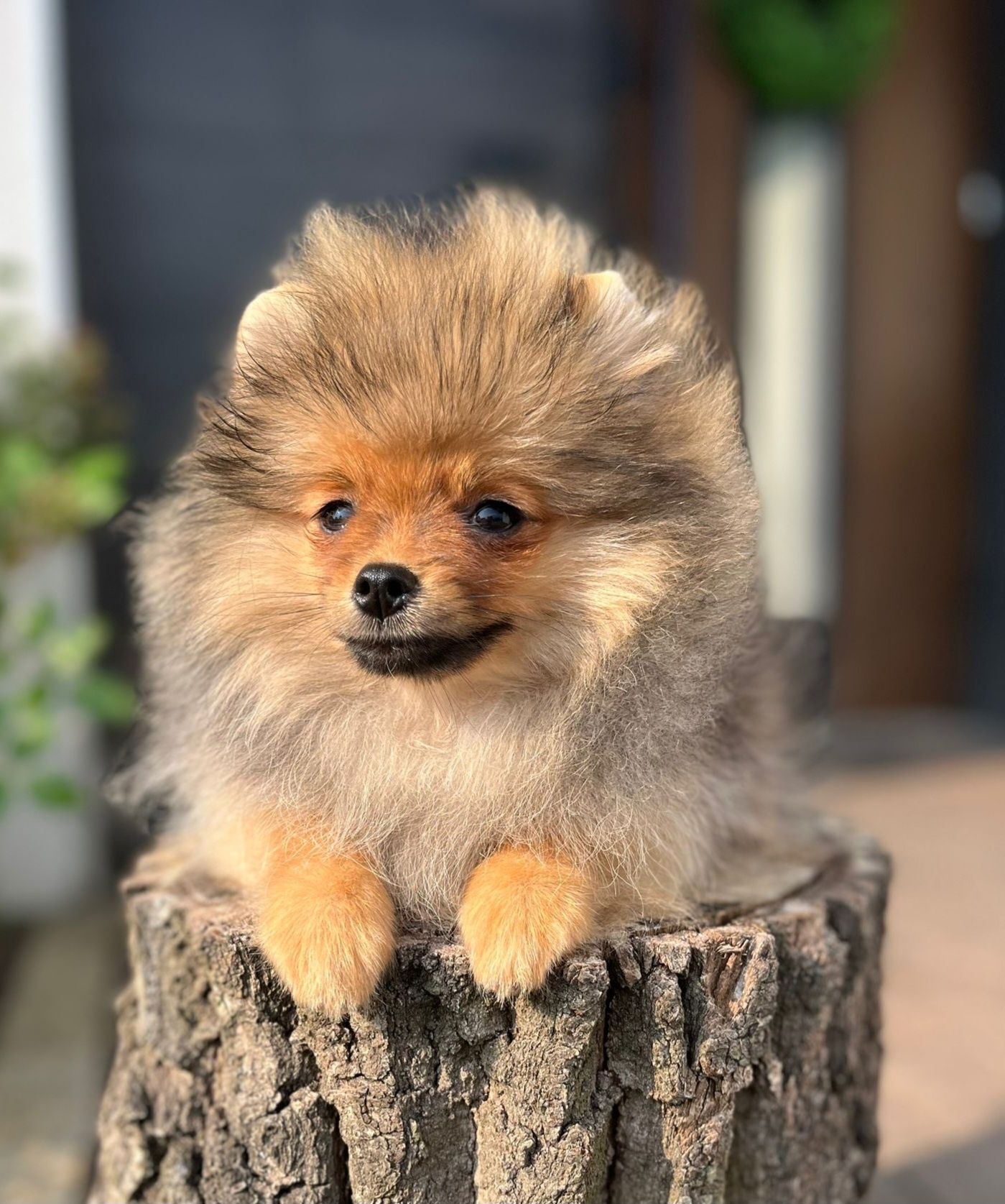 Pomeranian szpic miniaturowy gotowy do odbioru
