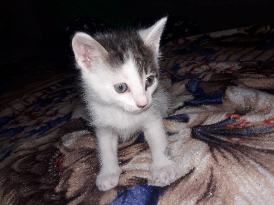 коти з гарантією