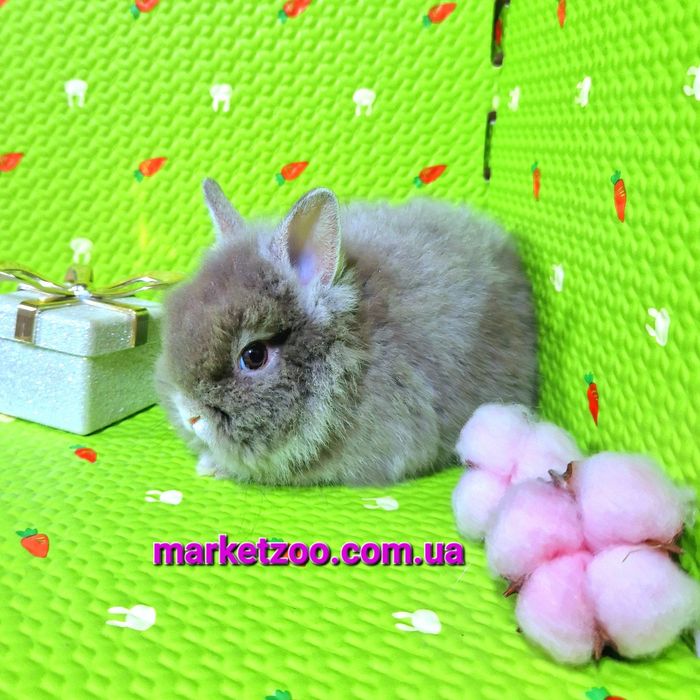 Мини кролик шиншилловьій оттер с Гавана оттенком