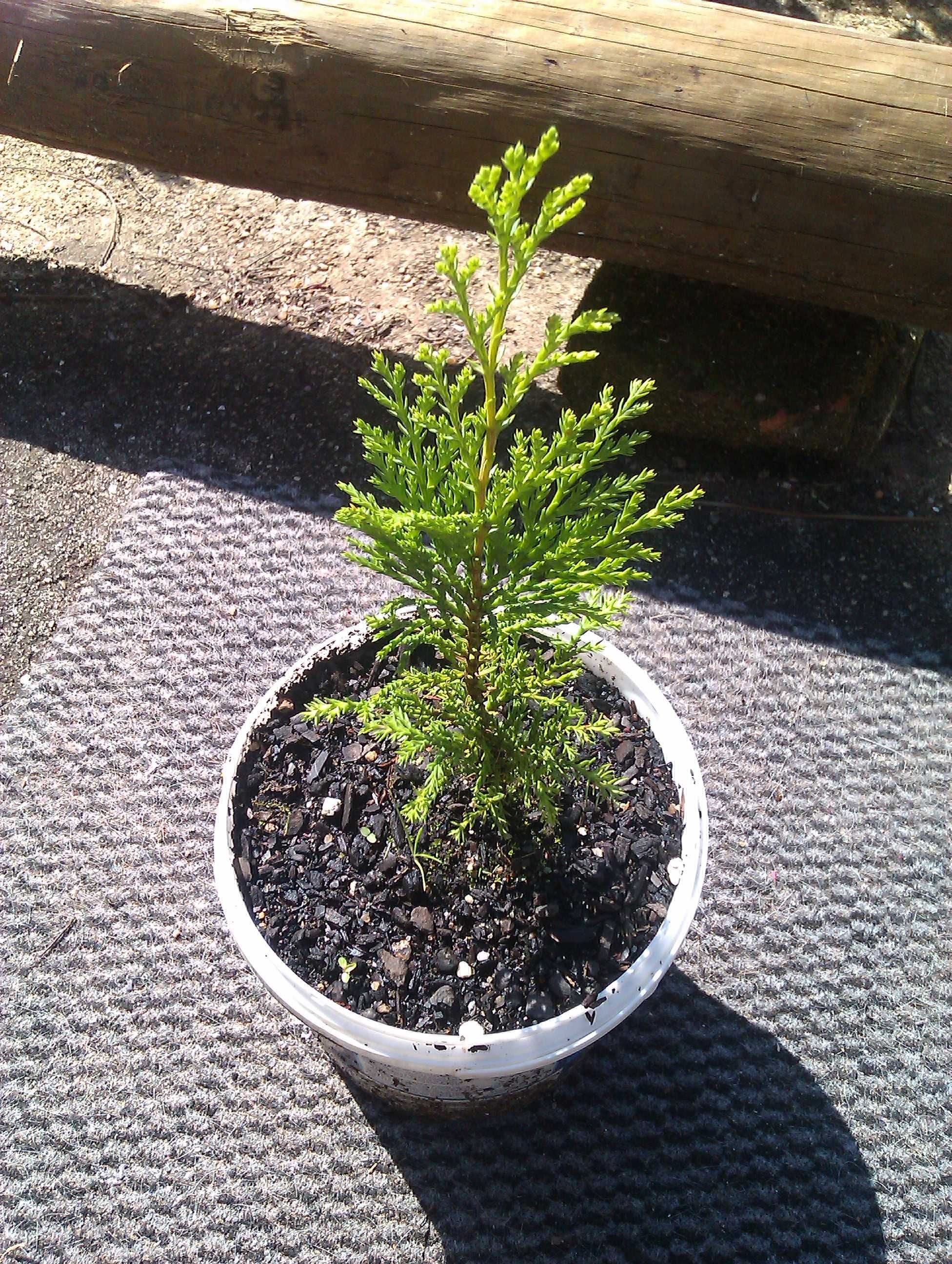 Cedros variedade Tuía para decoração ou vedação.
