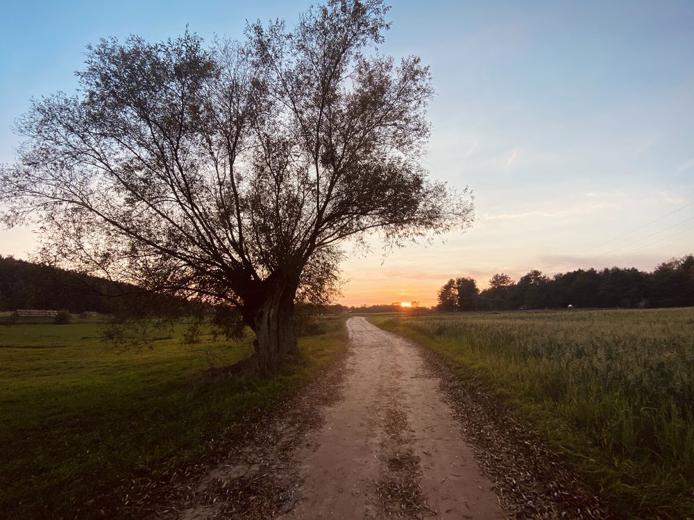 Piękna działka, Chrzypsko Małe, las, jezioro, (60 km od Poznania)