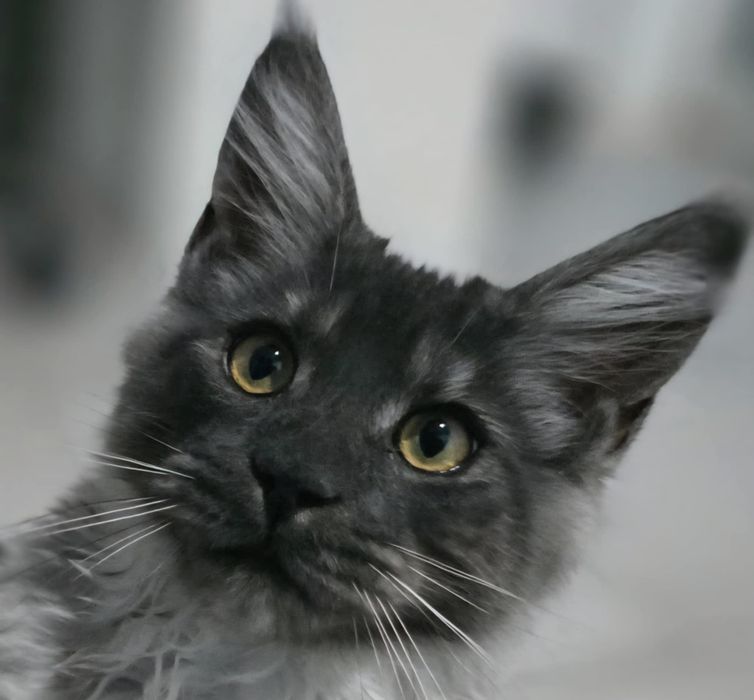 Emil cudny maine coon rodowód felis polonia