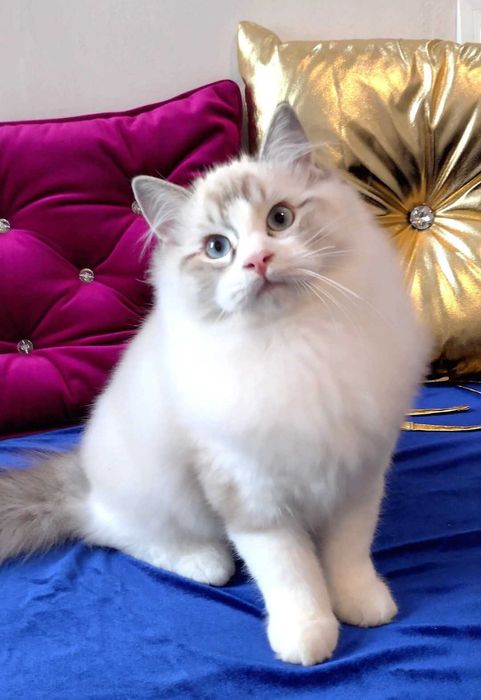 Kocurek roczny rodowód FPL