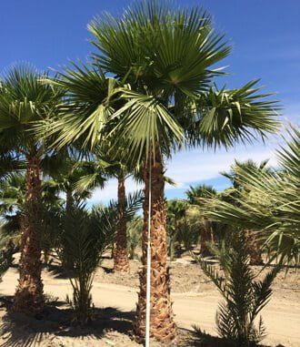 Waszyngtonia (Washingtonia robusta)+GRATIS!