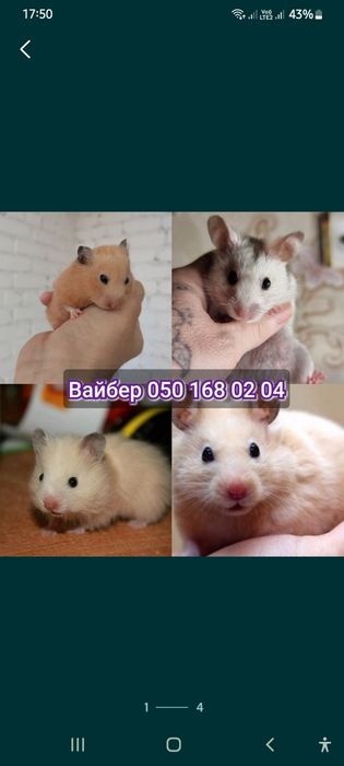 Хомячки разных окрасов розовые атласные серве белые хомяк Джунгарик