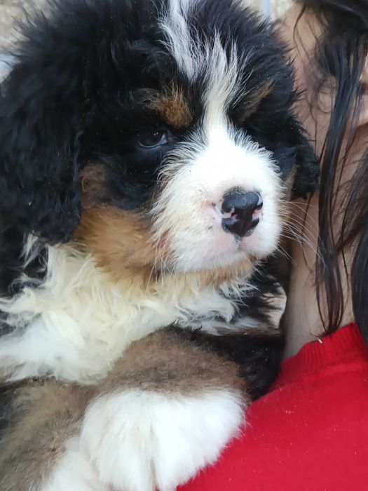 Bouvier Bernois LOP AFIXO