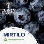 Mirtilos  de Sever do Vouga