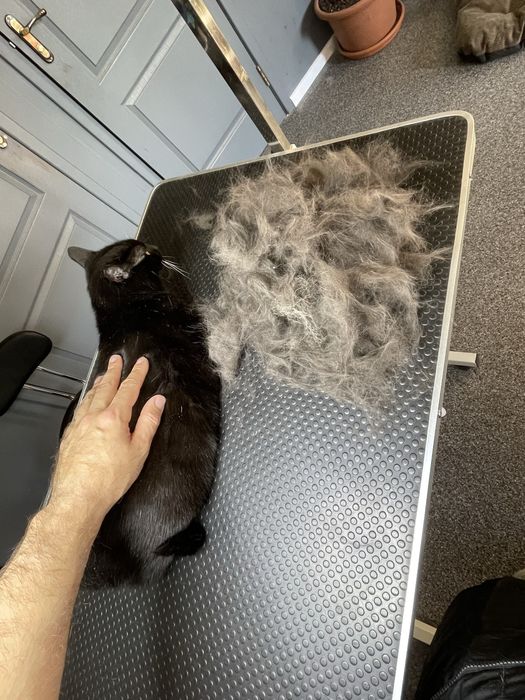 Експрес линька для котів | Грумінг Лівобережна