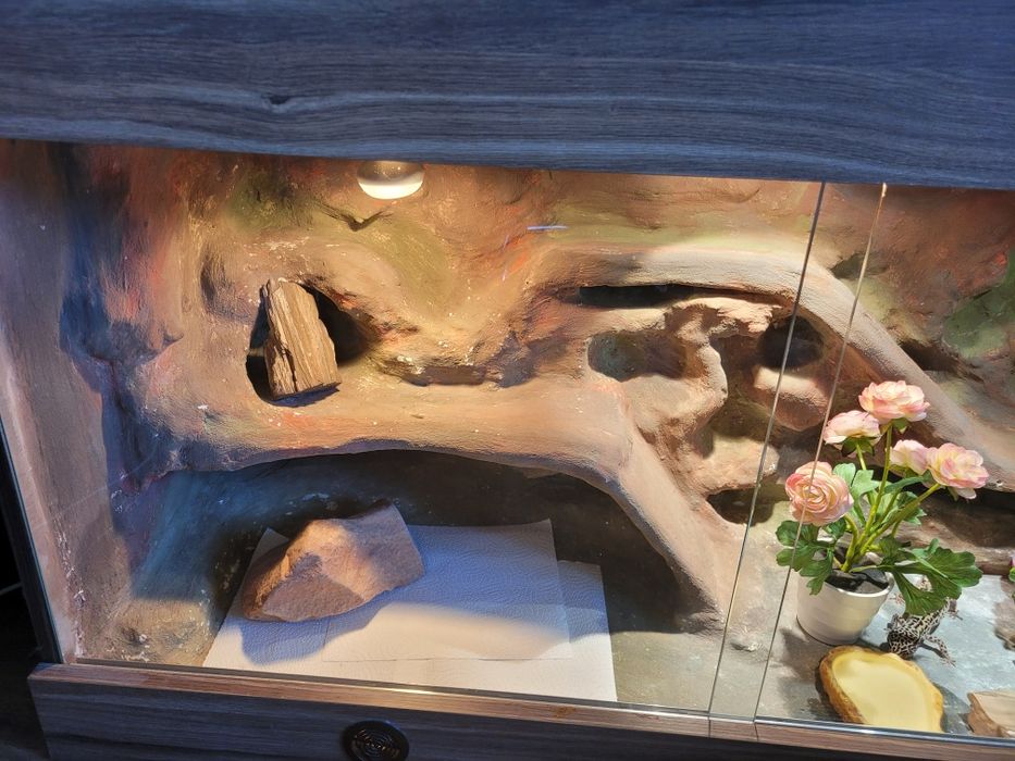 Gekon Lamparci wraz z terrarium