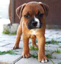 Staffordshire Bull Terrier - piesek