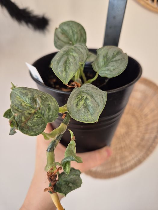 Dwie rośliny philodendrony