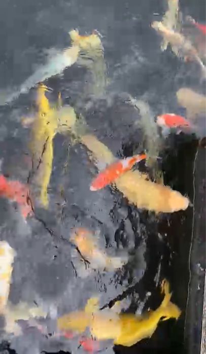 Karp Koi - selekt Japonia