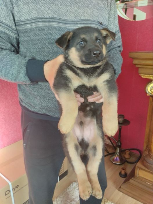 Цуценята Німецької вівчарки