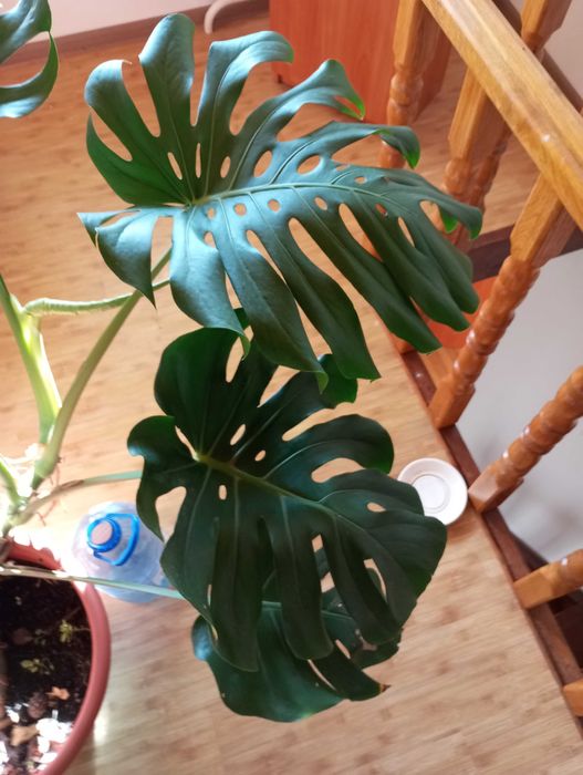 Монстера делікатесна. Monstera Deliciosa
