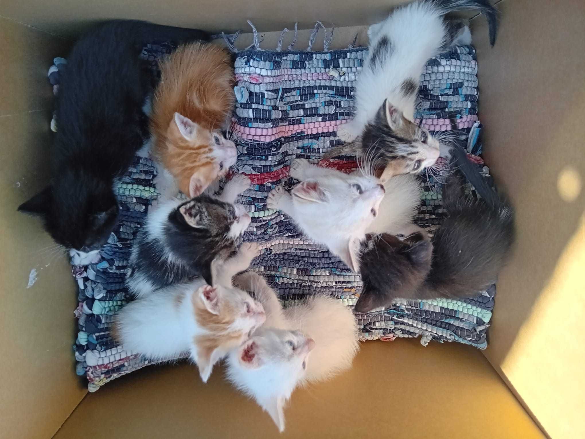 PARA ADOÇÃO Gatinhos Tavira