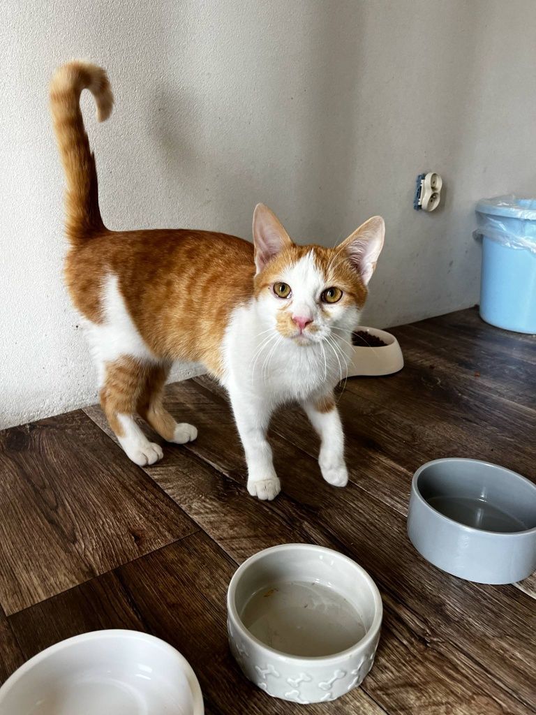 Kevin kot do adopcji