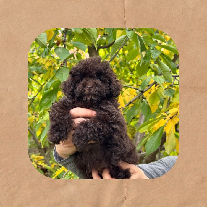 Хіт сезону шоколадна дівчинка той пудель міні